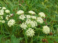 Silaum silaus 17, Weidekervel, Saxifraga-Hans Grotenhuis