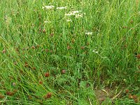 Silaum silaus 18, Weidekervel, Saxifraga-Hans Grotenhuis