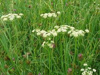 Silaum silaus 19, Weidekervel, Saxifraga-Hans Grotenhuis