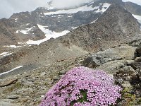 Silene acaulis 65, Saxifraga-Harry Jans