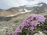 Silene acaulis 68, Saxifraga-Harry Jans