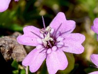 Silene acaulis 70, Saxifraga-Sonja Bouwman  Stengelloze silene - Silene acaulis - Caryophyllaceae familie; Croda Rossa (Moos, I), Tre Cime (I)