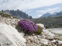 Silene acaulis 72, Saxifraga-Luuk Vermeer