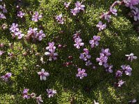 Silene acaulis 79, Saxifraga-Willem van Kruijsbergen