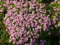 Silene acaulis 80, Saxifraga-Hans Grotenhuis