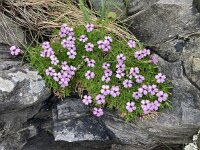 Silene acaulis 85, Saxifraga-Willem van Kruijsbergen