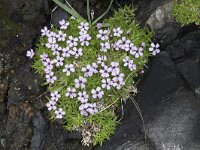 Silene acaulis 86, Saxifraga-Willem van Kruijsbergen