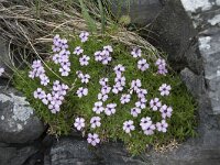 Silene acaulis 87, Saxifraga-Willem van Kruijsbergen