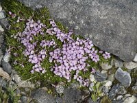 Silene acaulis 88, Saxifraga-Willem van Kruijsbergen