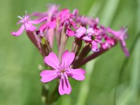 Silene armeria 13, Pekbloem, Saxifraga-Sonja Bouwman