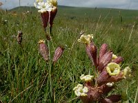 Silene cephalantha