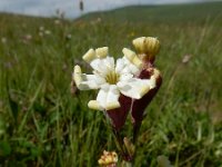 Silene cephalantha 2, Saxifraga-Ed Stikvoort