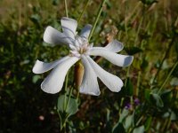 Silene chlorifolia