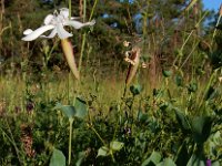 Silene chlorifolia 2, Saxifraga-Ed Stikvoort