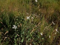 Silene chlorifolia 3, Saxifraga-Ed Stikvoort