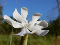 Silene chlorifolia 5, Saxifraga-Ed Stikvoort