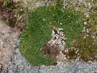 Silene ciliata 2, Saxifraga-Ed Stikvoort