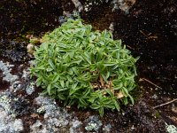 Silene ciliata 3, Saxifraga-Ed Stikvoort