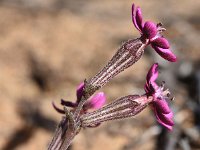 Silene colorata 41, Saxifraga-Sonja Bouwman  Mediterranean catchfly - Silene colorata - Caryophyllaceae familie