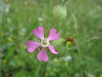 Silene conica 1, Kegelsilene, Saxifraga-Kees Laarhoven