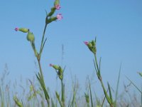 Silene conica 10, Kegelsilene, Saxifraga-Ed Stikvoort