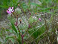 Silene conica 12, Kegelsilene, Saxifraga-Ed Stikvoort