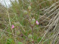 Silene conica 13, Kegelsilene, Saxifraga-Ed Stikvoort