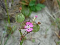 Silene conica 14, Kegelsilene, Saxifraga-Ed Stikvoort