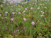 Silene conica 16, Kegelsilene, Saxifraga-Ed Stikvoort