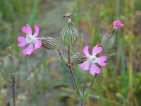 Silene conica 17, Kegelsilene, Saxifraga-Ed Stikvoort