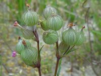 Silene conica 18, Kegelsilene, Saxifraga-Ed Stikvoort