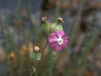 Silene conica 2, Kegelsilene, Saxifraga-Jan van der Straaten