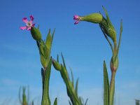 Silene conica 21, Kegelsilene, Saxifraga-Ed Stikvoort