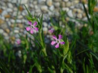 Silene conica 22, Kegelsilene, Saxifraga-Ed Stikvoort