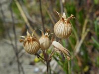 Silene conica 23, Kegelsilene, Saxifraga-Ed Stikvoort