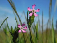 Silene conica 24, Kegelsilene, Saxifraga-Ed Stikvoort