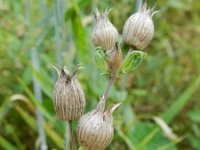 Silene conica 25, Kegelsilene, Saxifraga-Rutger Barendse