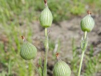 Silene conica 26, Kegelsilene, Saxifraga-Rutger Barendse