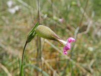 Silene conica 27, Kegelsilene, Saxifraga-Rutger Barendse