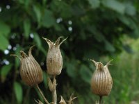 Silene conica 3, Kegelsilene, Saxifraga-Rutger Barendse