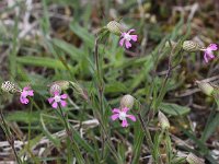 Silene conica 4, Kegelsilene, Saxifraga- Peter Meininger