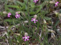 Silene conica 5, Kegelsilene, Saxifraga- Peter Meininger