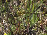 Silene conica 6, Kegelsilene, Saxifraga-Peter Meininger