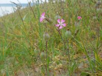 Silene conica 7, Kegelsilene, Saxifraga-Ed Stikvoort