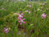 Silene conica 8, Kegelsilene, Saxifraga-Ed Stikvoort