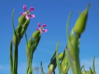 Silene conica 9, Kegelsilene, Saxifraga-Ed Stikvoort