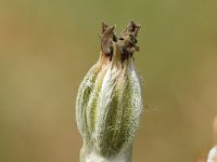 Silene coronaria 14, Prikneus, Saxifraga-Sonja Bouwman