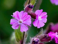 Silene dioica 60, Dagkoekoeksbloem, Saxifraga-Bart Vastenhouw