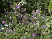 Silene dioica 61, Dagkoekoeksbloem, Saxifraga-Willem van Kruijsbergen