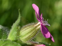 Silene dioica 62, Dagkoekoeksbloem, Saxifraga-Sonja Bouwman